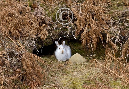 Mountain or Blue Hare DM0737